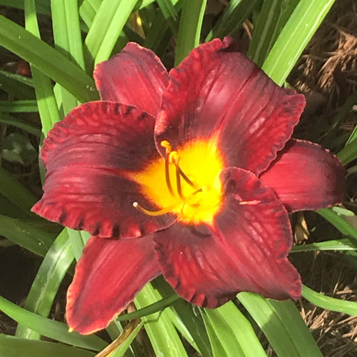 Tiger Lilly